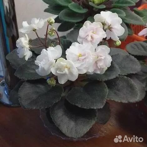 Фиалки.Мини и стандарт