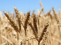 Органическая пшеница