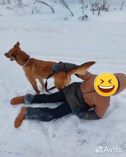 Собака в добрые руки