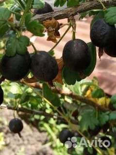 Смородина, крыжовник,клубника, йошта, арония