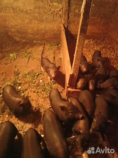 Продаю поросят