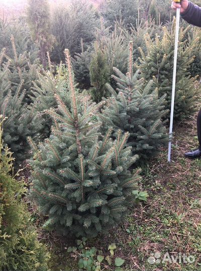 Ель 1.2м