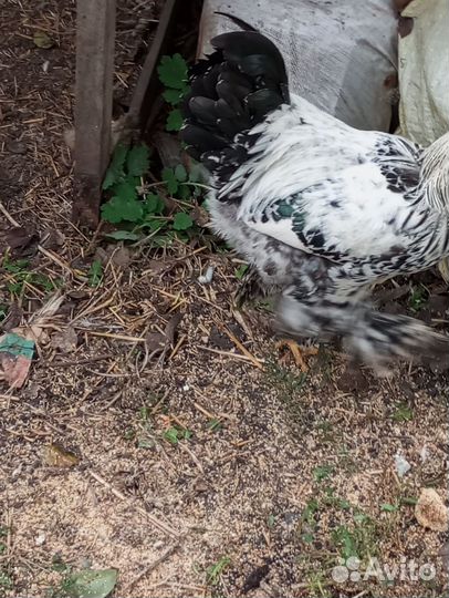 Петух брама Колумбийский