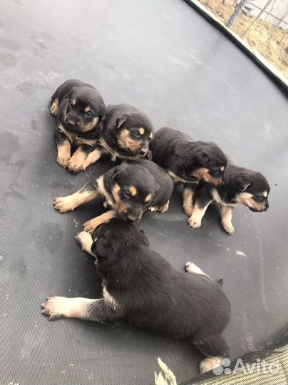 Доберман щенки метисы бесплатно