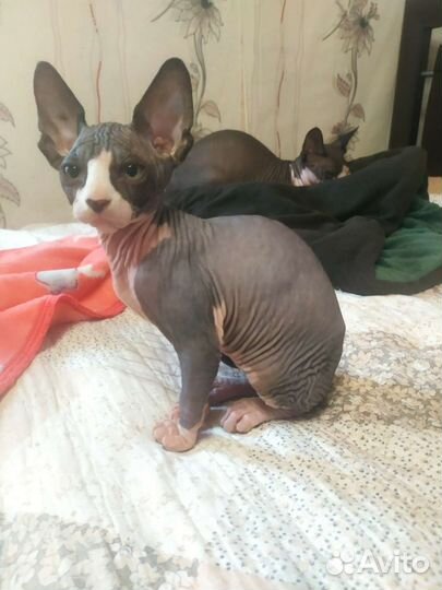 Канадский сфинкс