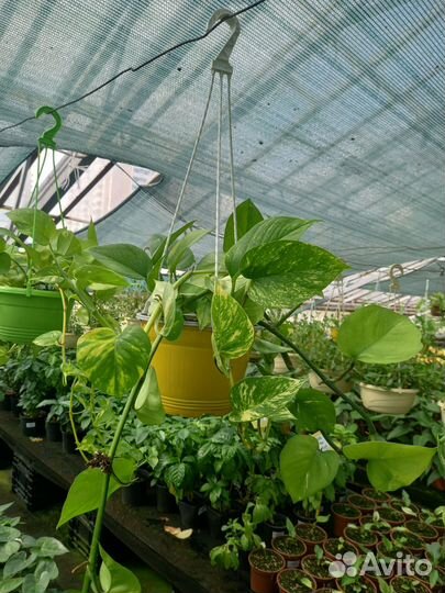 Эпипремнум