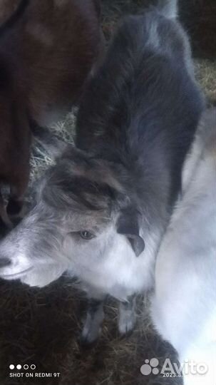 Продаются козы