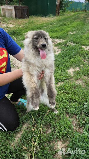 Молодая девочка в добрые руки