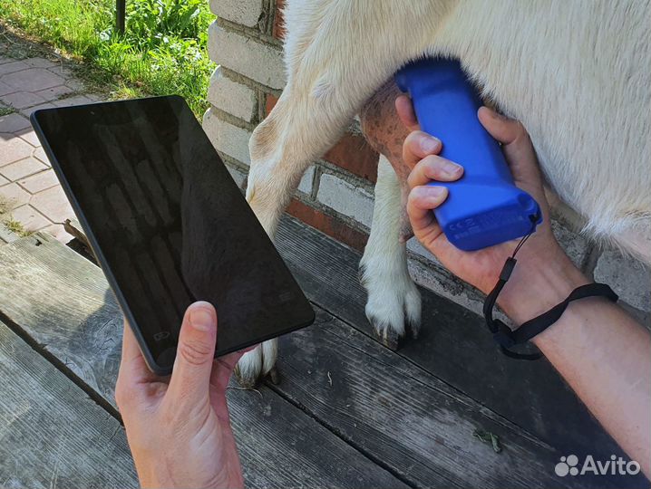 Определение беременности у коз. Выезд