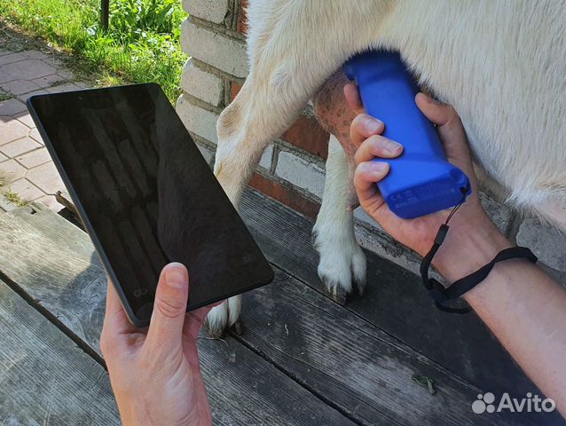 Определение беременности у коз. Выезд