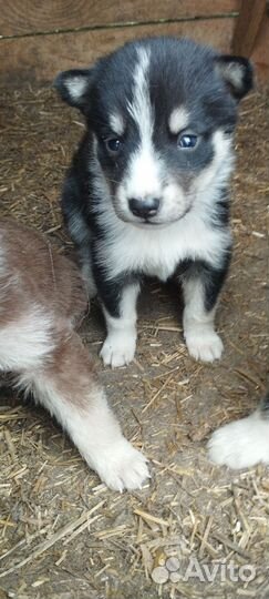 Щенки (мама хаски папа- дворняга)