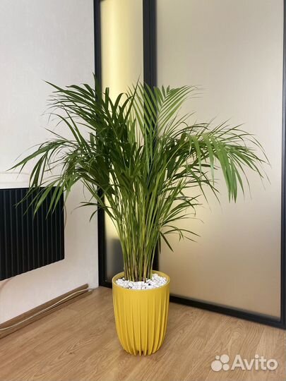 Сочная пальма дипсис 120 см. в кашпо или без