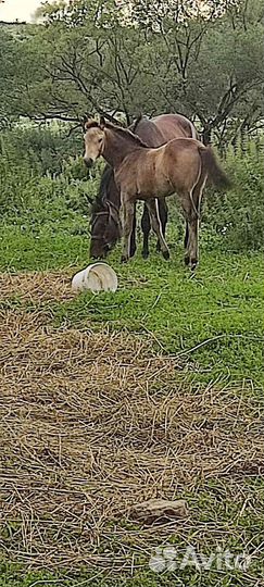 Лошадь жеребец