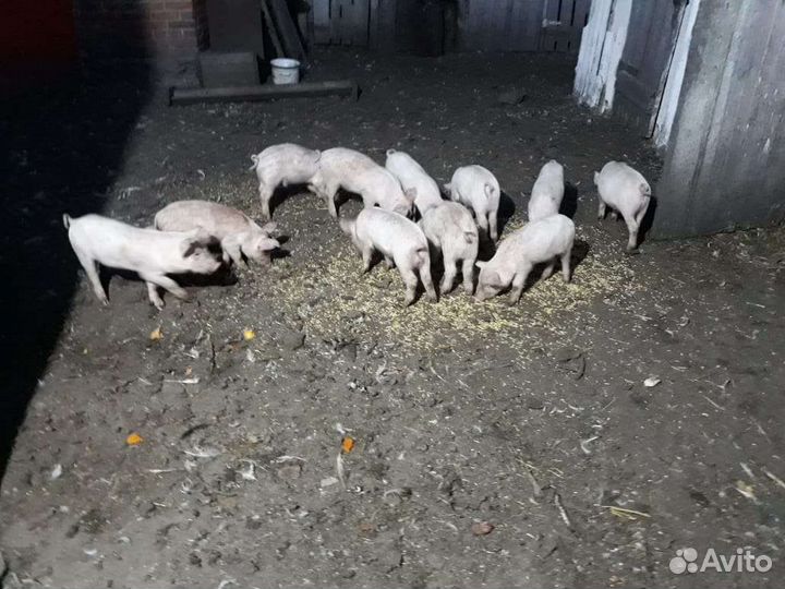 Поросята