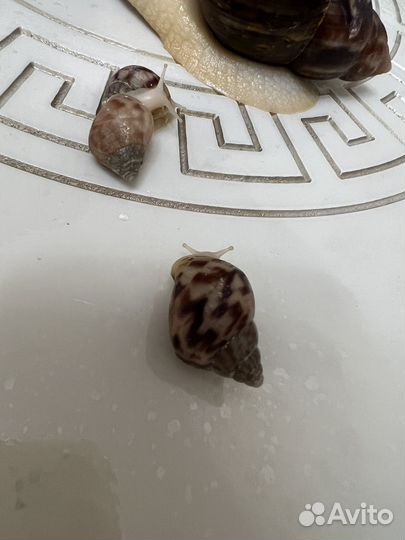 Улитята ахатина альбино ретикулята