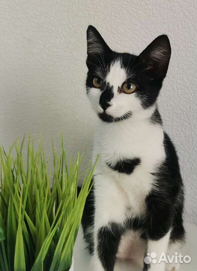 Котенок девочка ждёт семью