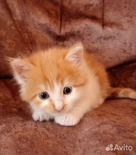 Кошки в добрые руки бесплатно