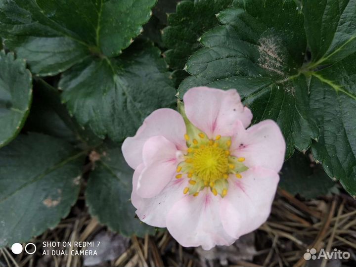 Рассада клубники с розовыми цветами