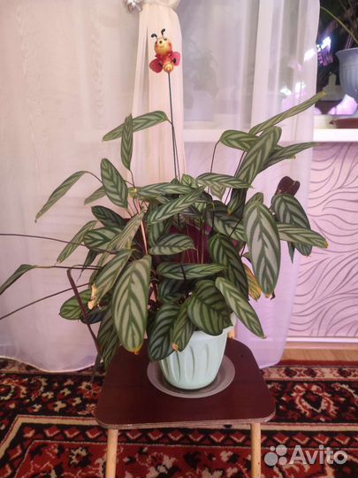 Калатея ктенанта