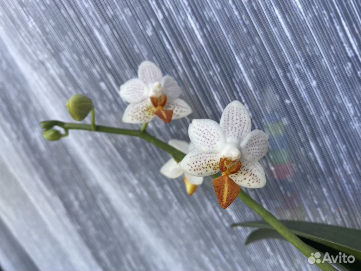 Орхидея Мини Марк