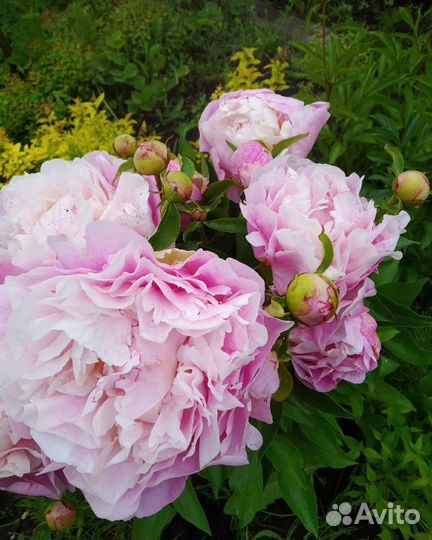 Пионы Сара Бернар и Корал шарм