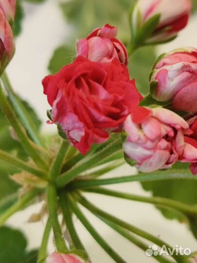 Ю Анна Каренина