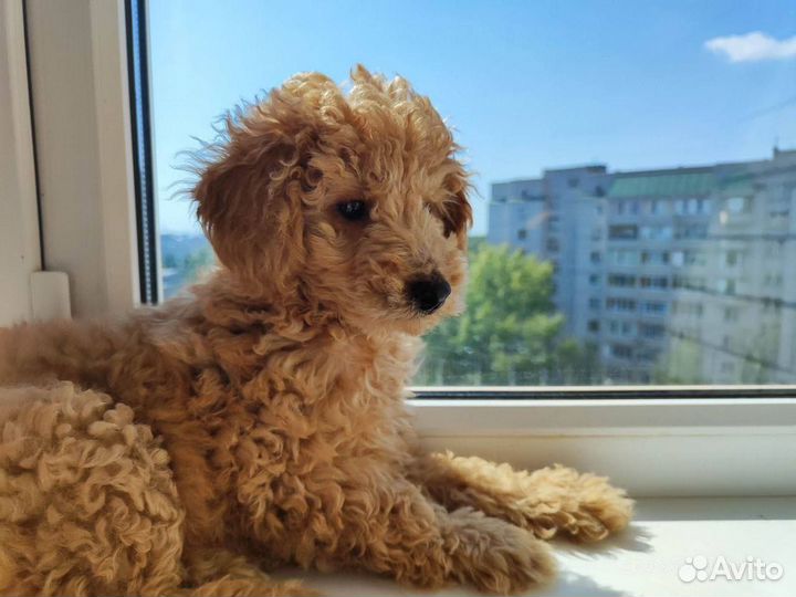 Девочка пудель абрикос