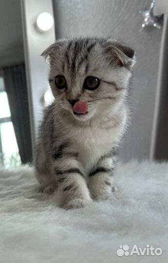 Продажа шотландские котята скоттиш-фолд