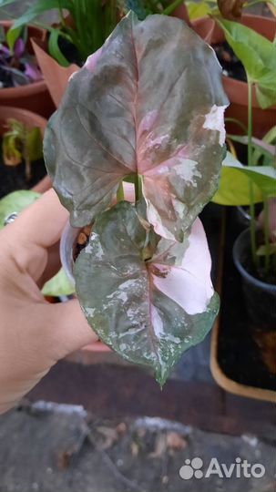 Сингониум клубничный лед galaxy