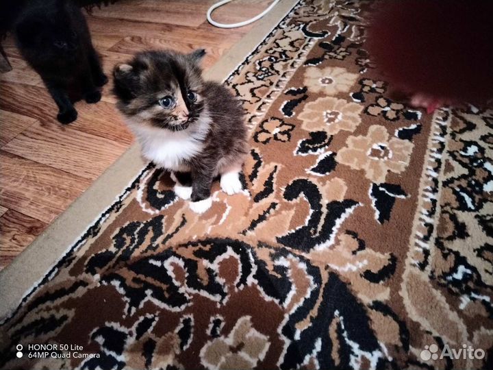 Котята красивые пушистые в добрые руки