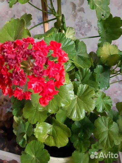 Пеларгония герань сортовая
