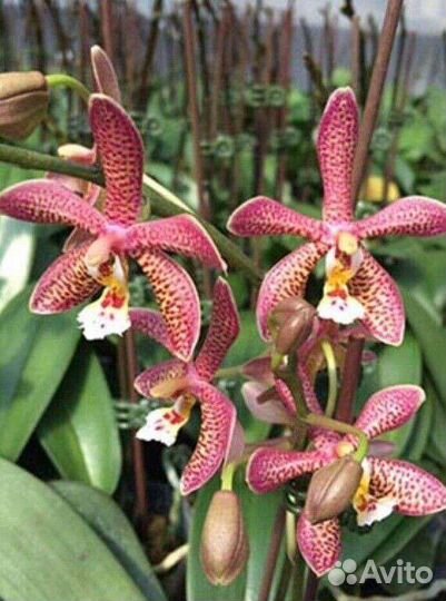 Подростки фаленопсисов сортовые