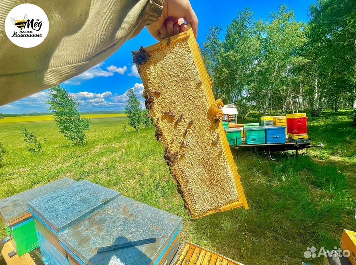 Мёд горный, липовый, гречишный. Урожай 2023