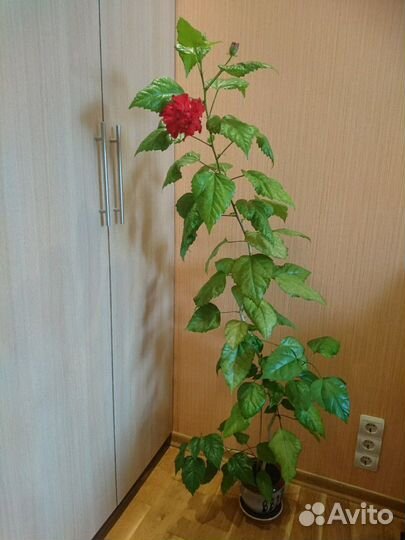 Хавортия, гастерия, крассула, дримиопсис, стапелия