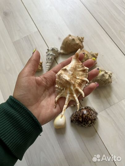 Морские ракушки раковины