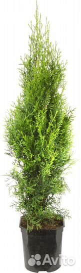 Туи смарагд