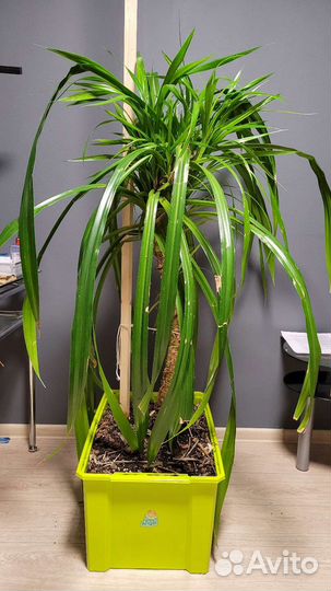 Пальма панданус в горшке