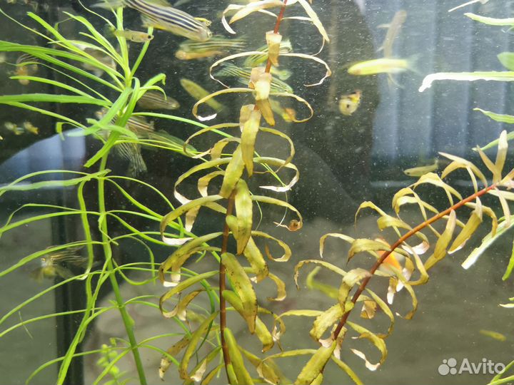 Аквариумные растения