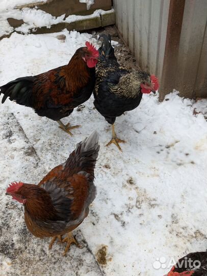 Молодые петухи