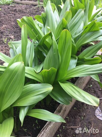 Безвременник, декоративный лук