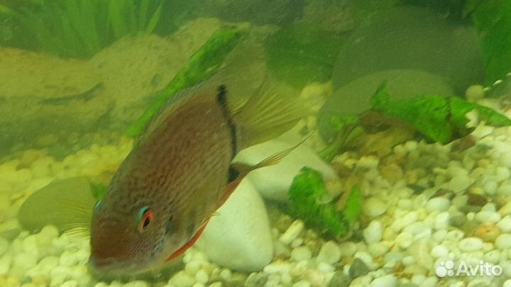 Северум гайанский notatus нотатус