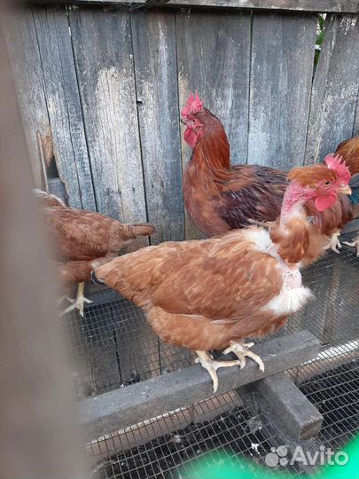 Куры голошейки