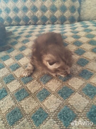 Шотландские вислоухие котята бесплатно