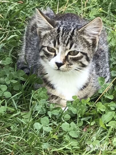 Котик Лео