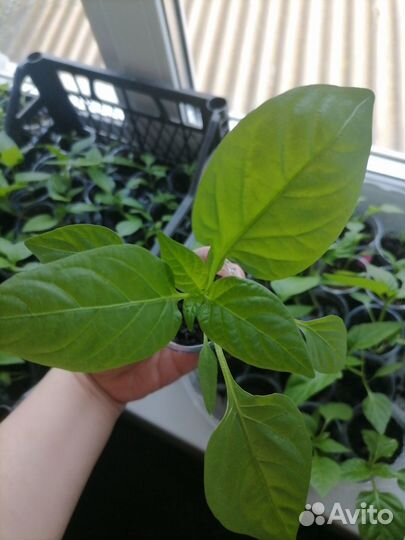 Рассада болгарского перца