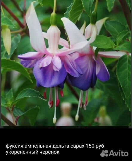 Фуксии