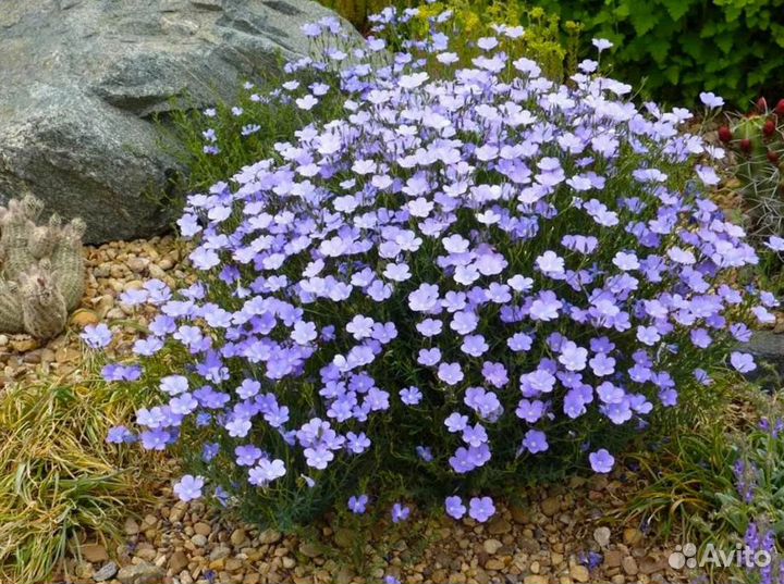 Лён, Цимбалярия, Вербейник монетчатый, Яснотка идр