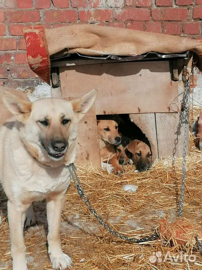 Щенки стерилизованные