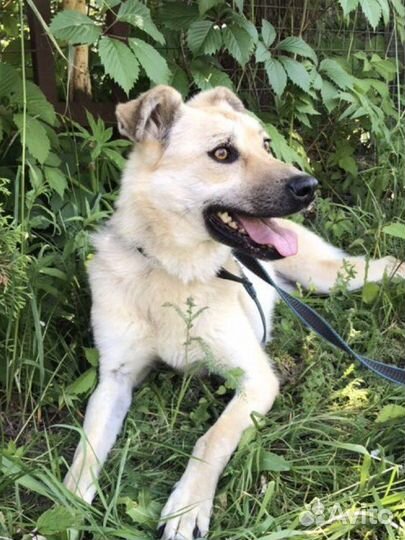 Буся милая собачка из приюта