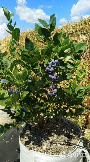 Голубика саженцы